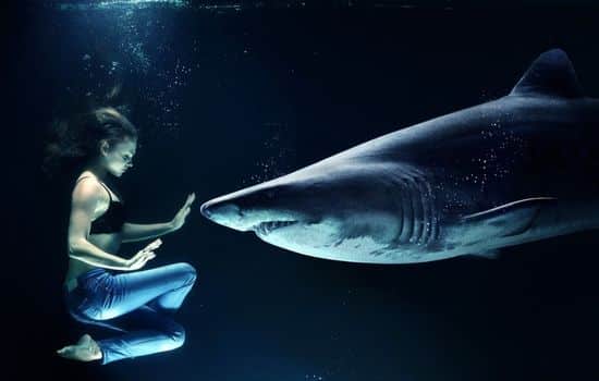 O mundo fascinante dos tubarões
