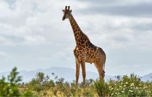 O incrível mundo das Girafas