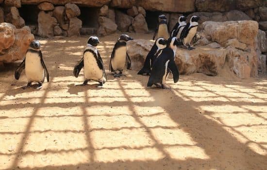 Os Pinguins trocaram o voo pela natação