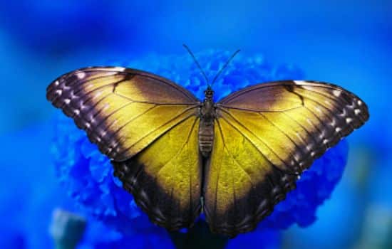 Top 6 das borboletas mais belas do Brasil