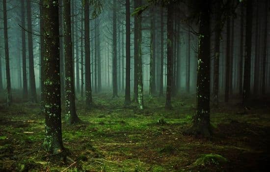 Curiosidades das florestas mais incríveis e misteriosas do mundo